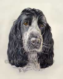 portrait de la cocker Bakie ralis aux crayons